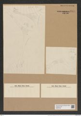 Trinacria escavata var. simbirskiana Grun. (de-Toni-Nr.: Genus 119, Species 3418) Zeichnungen Sammlung Grunow Nr. 6874 (NHMW-BOT-W0375735)